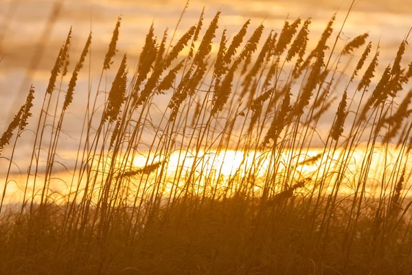 Långt gräs växer i stranden sanddyner vid solnedgång eller soluppgång — Stockfoto