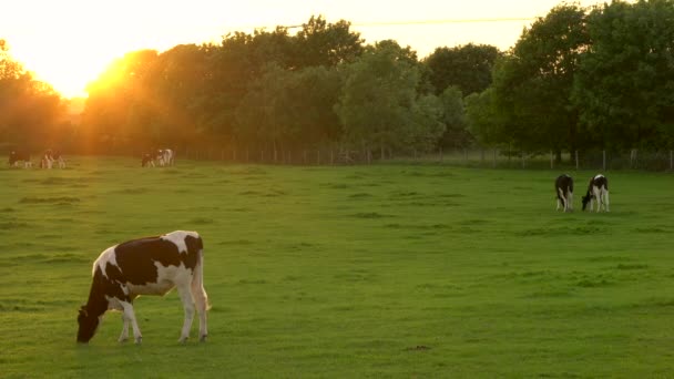 Nacht Tijd Video Van Mooi Gemengd Ras Vrouwelijke Tiener Meisje — Stockvideo