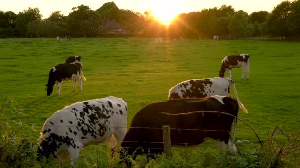 Clip Vidéo Montrant Troupeau Vaches Frisonnes Broutant Mangeant Herbe Dans — Video