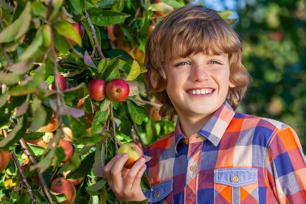 Happy Smiling Boy Masculin Copil culegerea de mere într-o livadă de mere — Fotografie, imagine de stoc