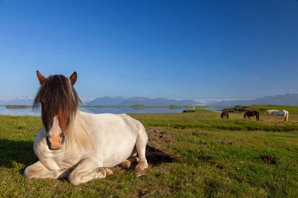 Islandshästar som vilar på ett fält på norra Island — Stockfoto