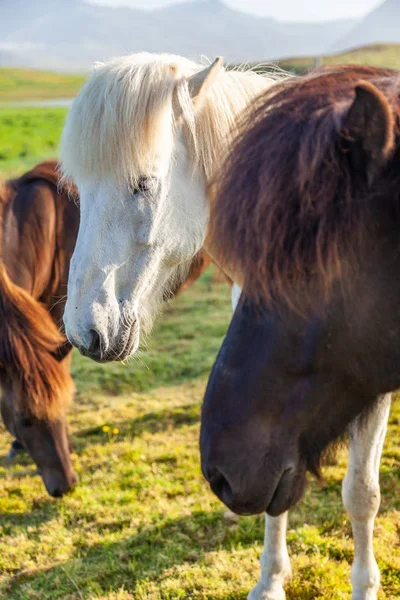 Islandshästar som står på ett fält på norra Island — Stockfoto