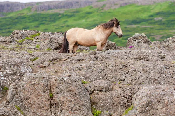 Islandshäst stående på A Rocky Hillside, norra Island — Stockfoto