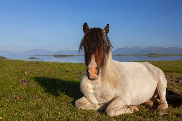 Islandshäst vilande på ett fält på norra Island Stockbild