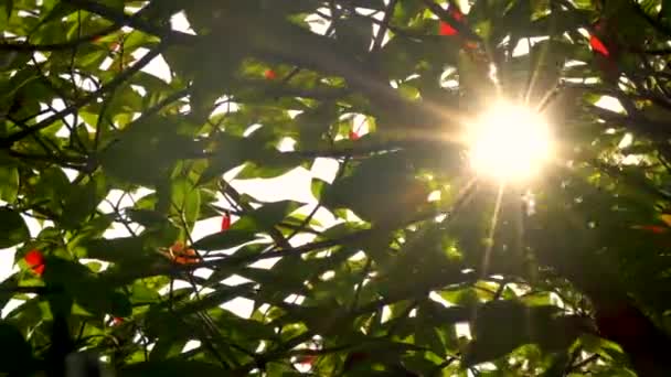 Lumina Soarelui Strălucește Soarele Strălucește Prin Frunzele Roșii Verzi Ramurile — Videoclip de stoc