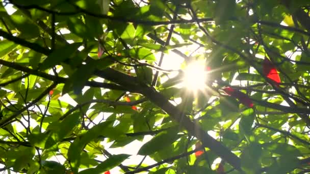 太陽の光が輝き 太陽が赤や緑の葉や枝を輝きます — ストック動画