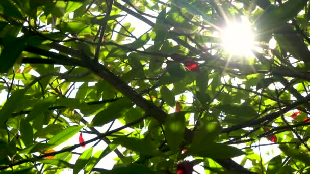 Napfény Süt Nap Átsüt Egy Photinia Red Robin Vörös Zöld — Stock videók