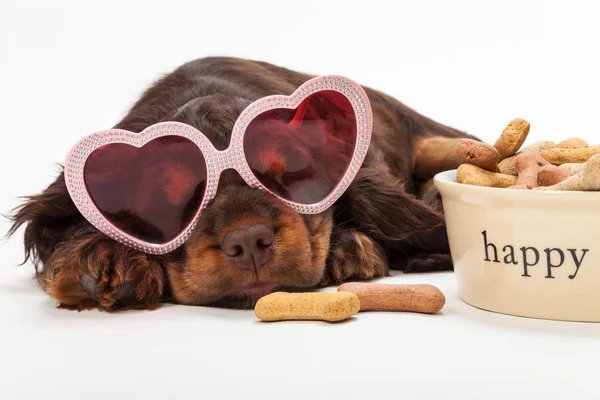 Söt glad valp bär hjärta formade solglasögon sover av en lycklig hund skål — Stockfoto