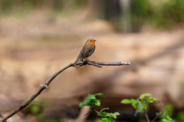 Robin Bird Ağaç Dalında Oturuyor — Stok fotoğraf