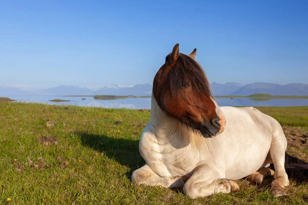 Cavalo Islandês Descansando em um campo no norte da Islândia Imagens Royalty-Free