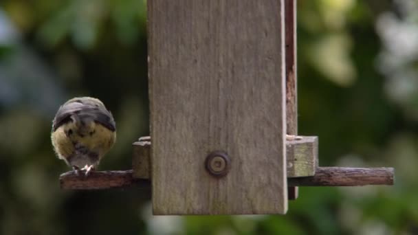 Video Clip Blue Tit Eating Seeds Sunflower Hearts Wooden Bird