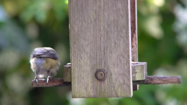 夏の間に英国の庭で木製の鳥のフィーダーから ヒマワリの心を食べる青いティットの4Kビデオクリップ — ストック動画