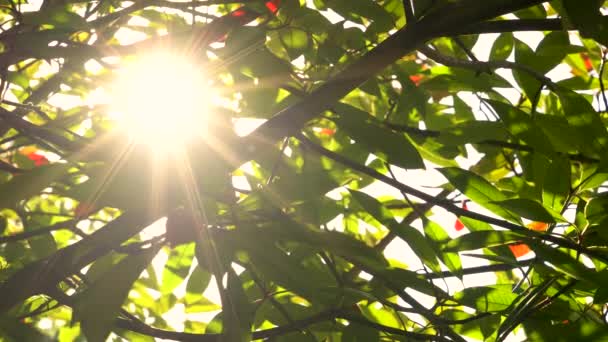 Zonlicht Schijnt Zon Schijnt Door Rode Groene Bladeren Takken Van — Stockvideo