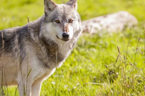 Lobo Cinzento Norte Americano Canis Lupus — Fotografia de Stock