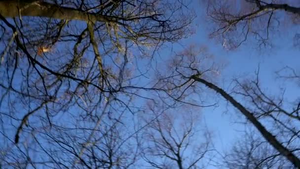 Stabilizované Video Točící Kamera Vzhlížející Koruny Stromů Holých Větví Proti — Stock video