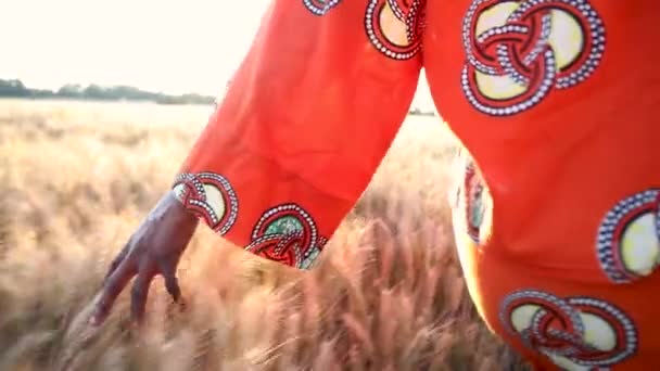 Geleneksel Giysiler Içinde Afrikalı Kadın Eliyle Dokunmadan Yürüyüş Bitkileri Buğday — Stok video