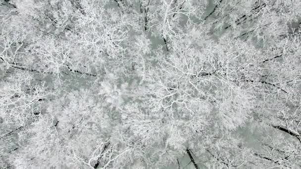 Bosque nevado visto desde el aire . — Vídeo de stock