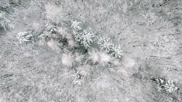 Bosque nevado visto desde el aire . — Vídeo de stock