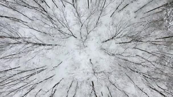 Snowy forest seen from the air. — Stock Video