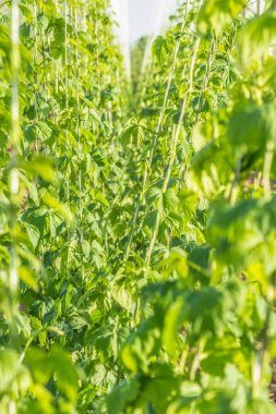 Alan genç asmalar hop ile. Hop ekimi.