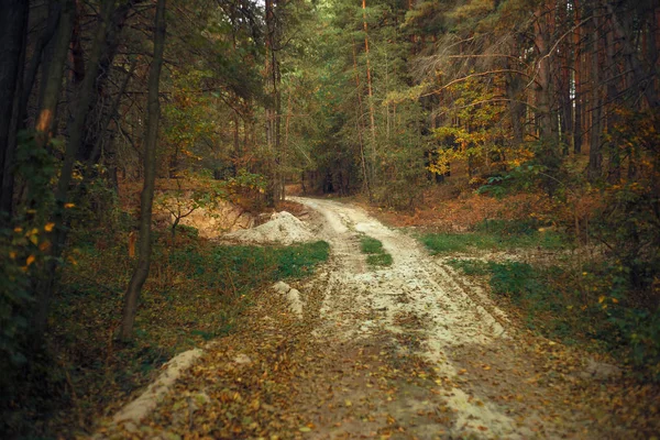 Sonbaharda çam ormanı