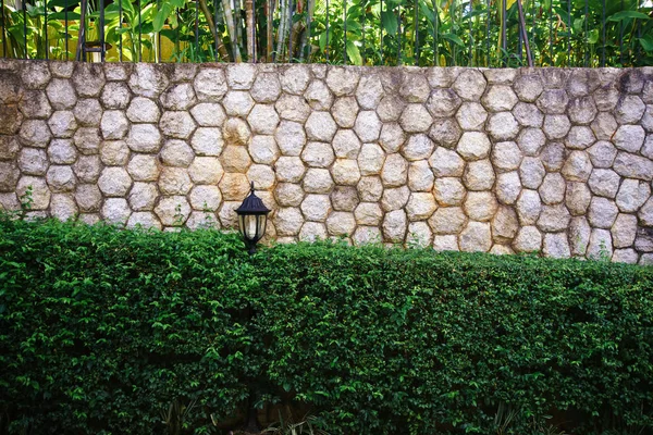 Декоративная листва на заборе — стоковое фото