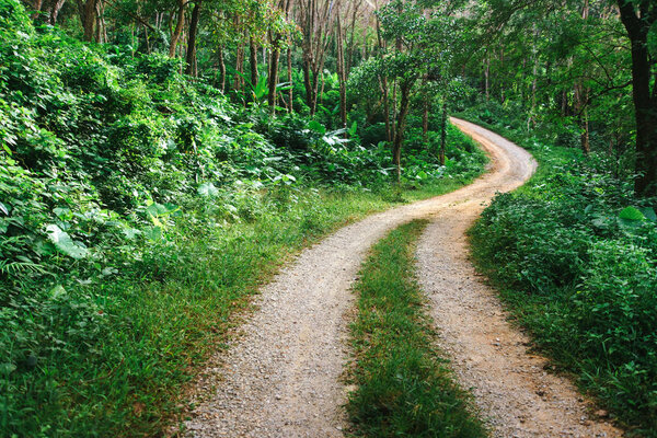 Winding road in the jungle. Winding sandy road