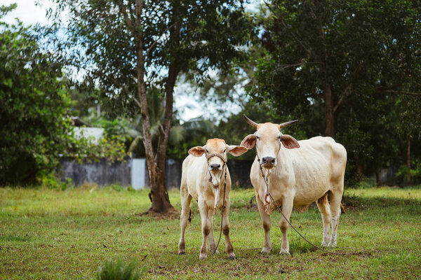 White cow with calf on a meadow