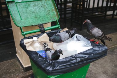 Güvercinlerin bir çöp.