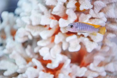 Renkli mor host anemon içinde Pasifik palyaço balığı