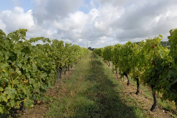 Vineyard, Bordeaux, France — Zdjęcie stockowe