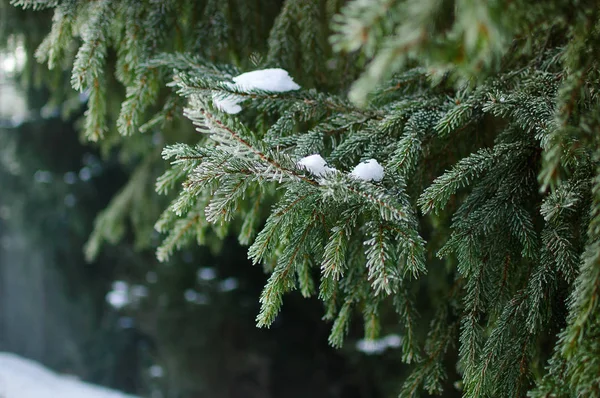 Christmas winter green tree — Stock Photo, Image