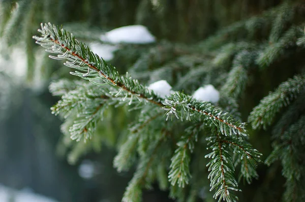 Arbre vert hiver Noël — Photo