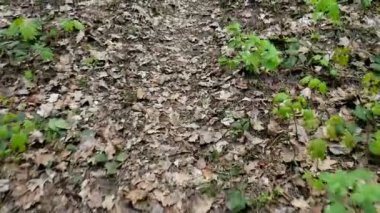 POV kamera bir orman yolda gidiyor. Geçen yıl kurutulmuş yaprakları. Taze bahar yeşil, ağaç altındaki çalılık, çalı, park alanı