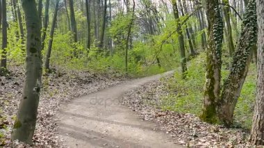 POV kamera bir orman yolda gidiyor. Geçen yıl kurutulmuş yaprakları. Taze bahar yeşil, ağaç altındaki çalılık, çalı, park alanı