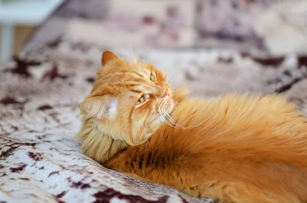 Velká červená kočka leží na gauči. Vypadá klidně přes rameno. Lazy vypadat, světlé, dlouhé vlasy. Zvířata, rodina oblíbené, luxusní mazlíček — Stock fotografie
