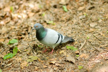 Gri bir güvercin yere yürüyor.