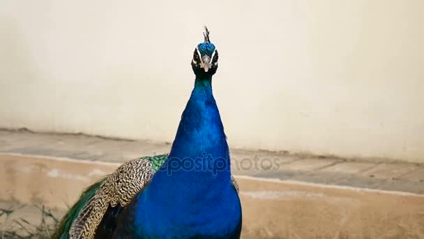 Portrait of One Beautiful Peacock with Colourful Long Tail in the Zoo. Male Peafowl is Screaming Looking at the Camera Outdoors. — Stock Video