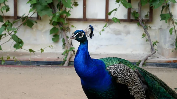 Павлин в зоопарке. Портрет птицы с ярко-синим оперением на шее . — стоковое фото