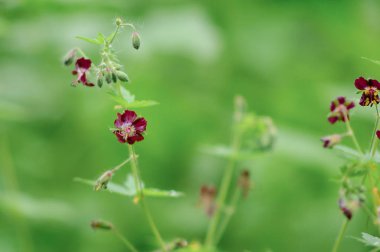 Çimenlerin üzerinde küçük alan çiçekler. Mor yaprakları