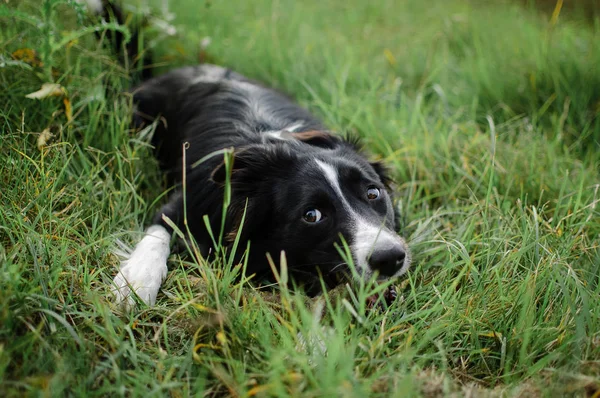 Retrato al aire libre del perro blanco y negro feliz escondido en la hierba verde en el patio trasero durante el día de verano . — Foto de Stock