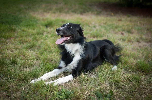Perro blanco y negro feliz acostado en la hierba verde del parque con la lengua colgando durante el día de verano . — Foto de Stock