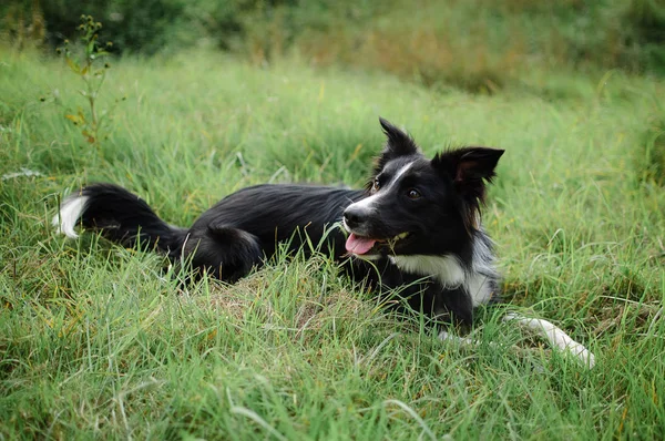 Gran perro blanco y negro acostado en la hierba verde durante el día de verano . — Foto de Stock