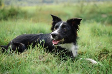 Active siyah ve beyaz köpek sıcak yaz günü sırasında dışarı asılı dil ile yeşil çim yalan.