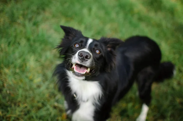 Primer plano retrato de perro activo en blanco y negro en fondo de hierba verde con mandíbulas abiertas durante el día de verano caliente . — Foto de Stock