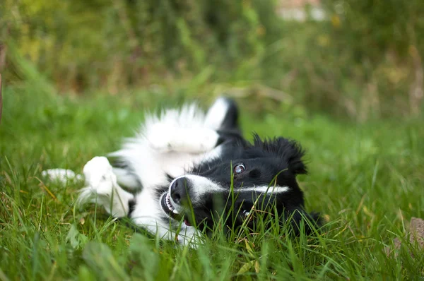 Feliz perro blanco y negro escondido en la hierba verde en el patio trasero durante el día de verano . — Foto de Stock