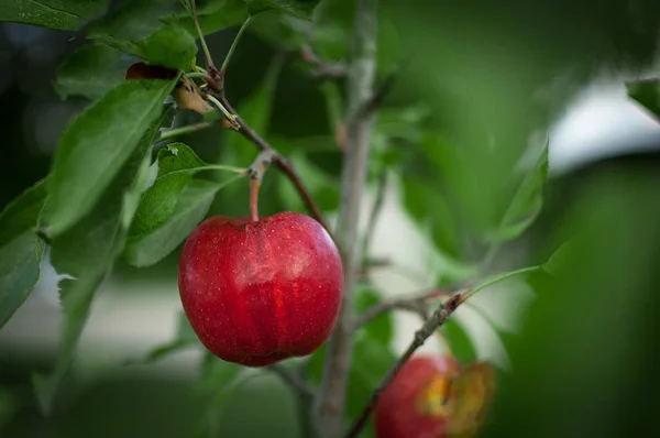 Rött äpple på en närbild gren — Stockfoto
