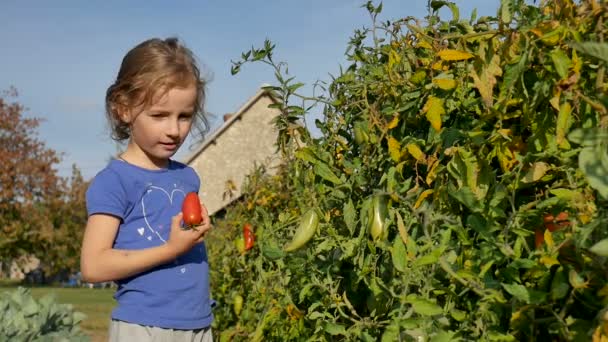 Una hermosa chica rizada come tomates justo en el jardín, arrancándolo de una rama. Agricultura ecológica, infancia feliz — Vídeos de Stock