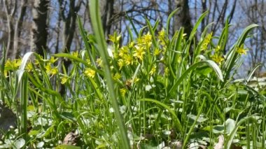 Bahar çiçegi çarpıntı mavi gökyüzüne karşı hafif rüzgarda arılar arkasında uçuyor. Ağır çekim