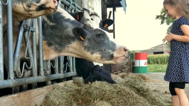 Мила дівчинка даючи зелена трава чорно-білі корови і сміятися. Тварина годування, Еко землеробство концепції, повільний рух. — стокове відео